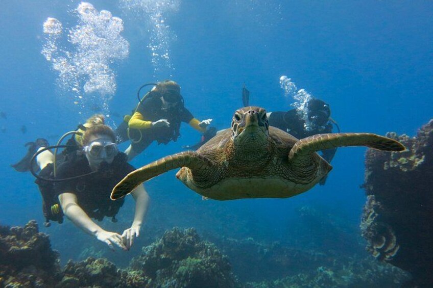 A sea turtle swimming underwater with two scuba divers. 1