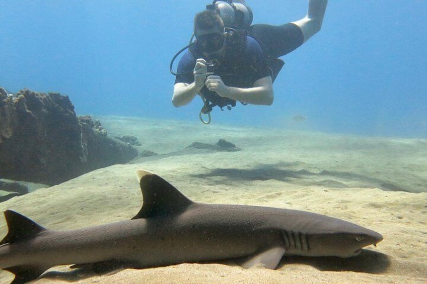 A diver with a camera and a shark on the ocean floor. 3