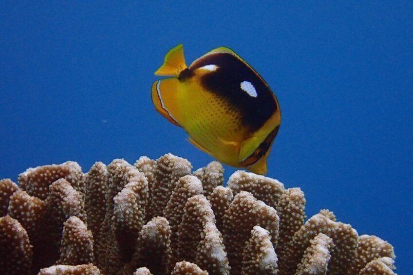 A fish swimming near a coral reef. 2