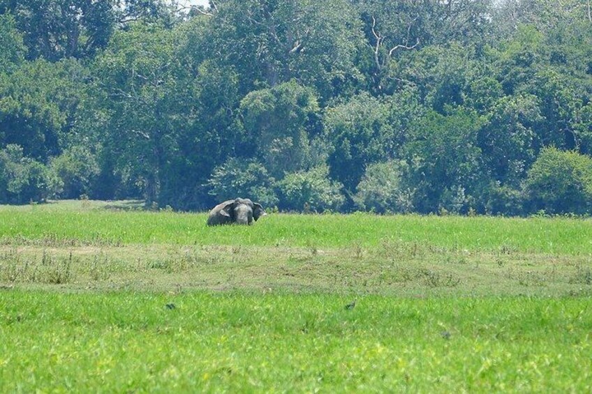 En gräsklädd åker med en stor elefant i fjärran. 3