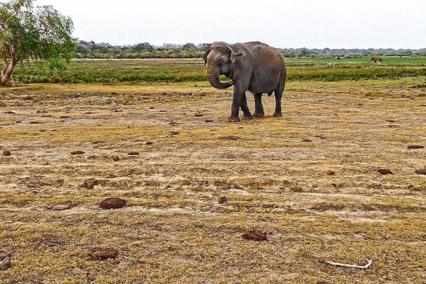 En ensam elefant på en torr, öppen slätt med gles vegetation och en avlägsen trädrad i horisonten. 4