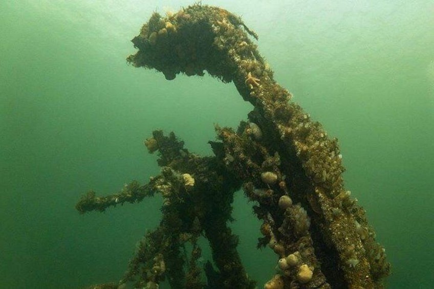 A submerged shipwreck covered with marine growth. 4