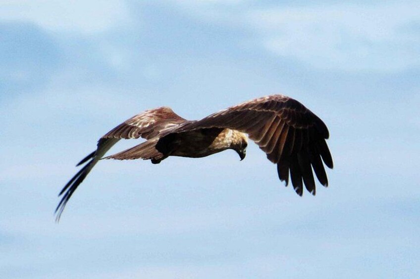 A bird of prey in flight against a clear sky. 1