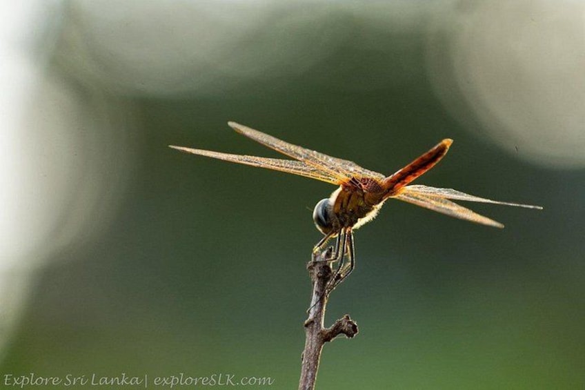 A dragonfly perched on a branch. 4