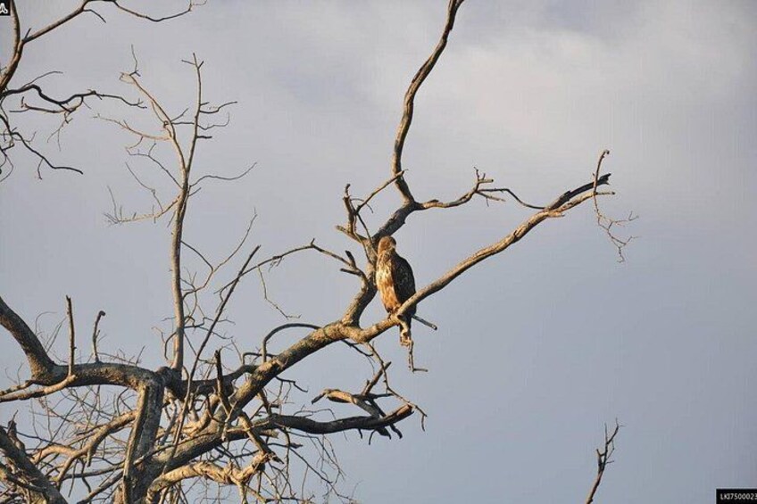 A bird perched on a tree branch. 3
