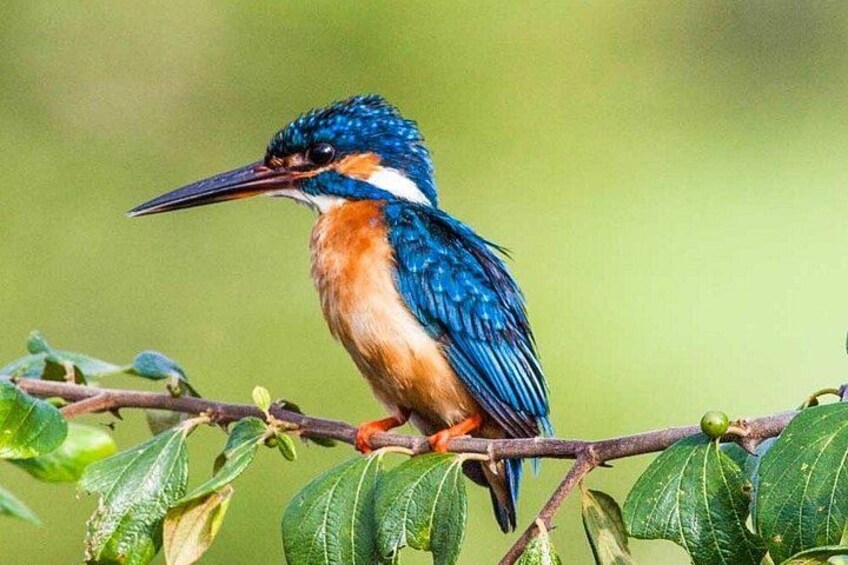 A kingfisher perched on a branch with green leaves. 2