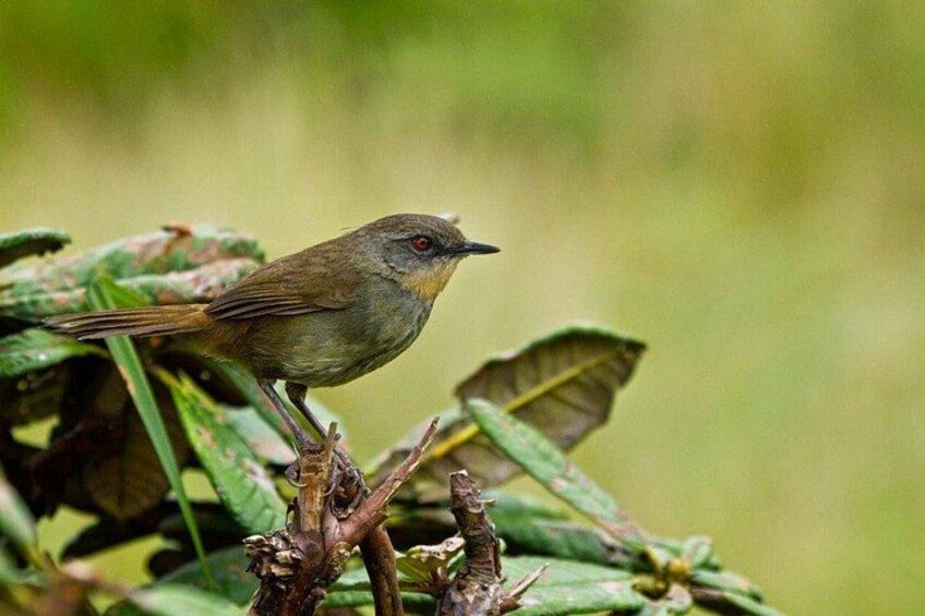 A bird perched on a branch with green leaves in the background. 5