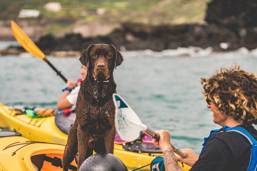 A dog sitting on a yellow kayak, a person holding a paddle, and a rocky coastline in the background. 4