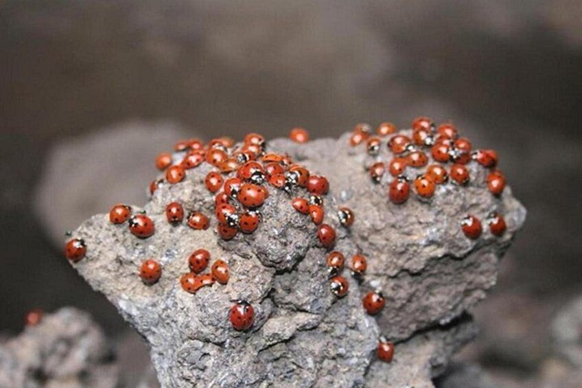 Un rocher sur lequel se sont rassemblées de nombreuses coccinelles. 2