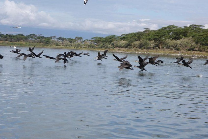 A flock of birds flying over a body of water with a forested shoreline in the background. 1
