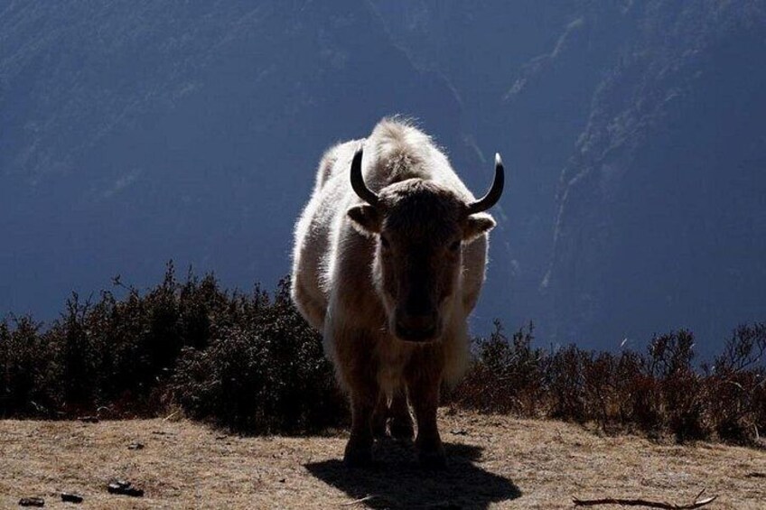 Yak in white color in Khumbu 1