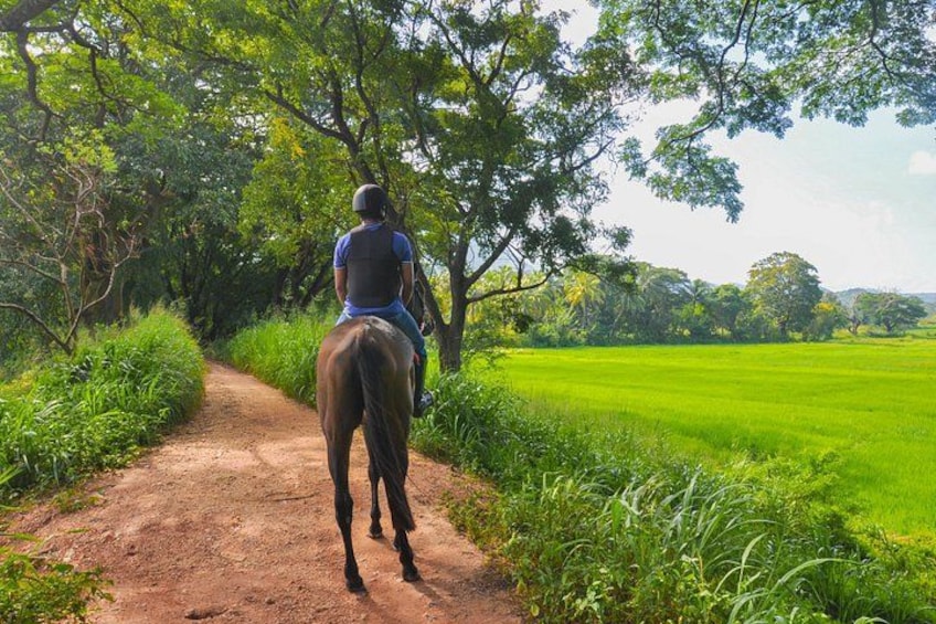 A person riding a horse on a dirt path through a green field. 2