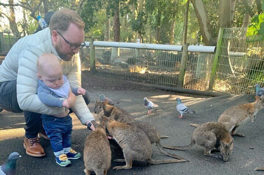 Native Wallabies 3