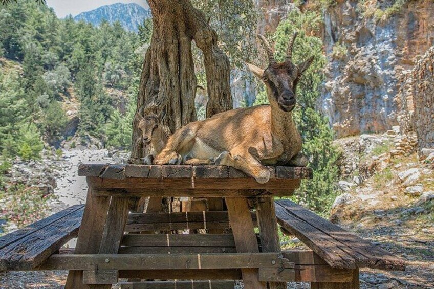Samaria Gorge Hiking from Chania with Professional Hiking Guide 3