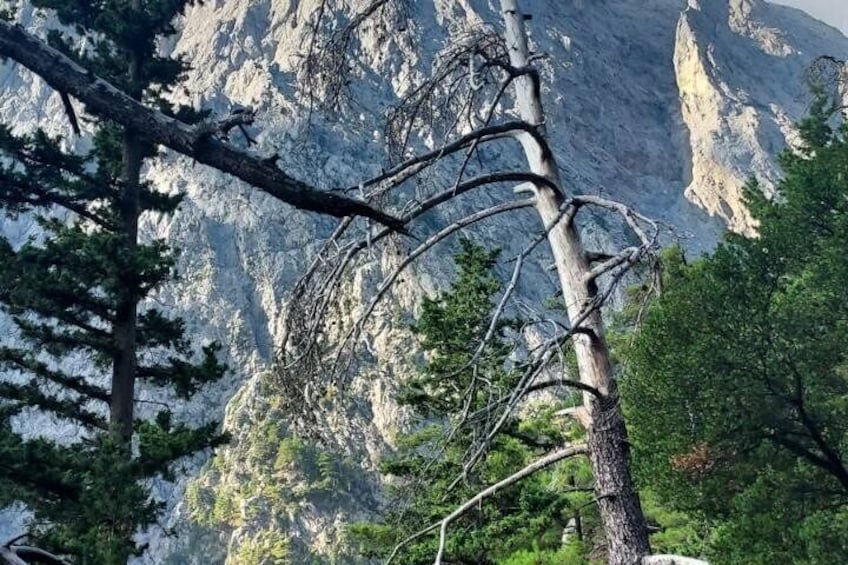 Samaria Gorge Hiking from Chania with Professional Hiking Guide 4