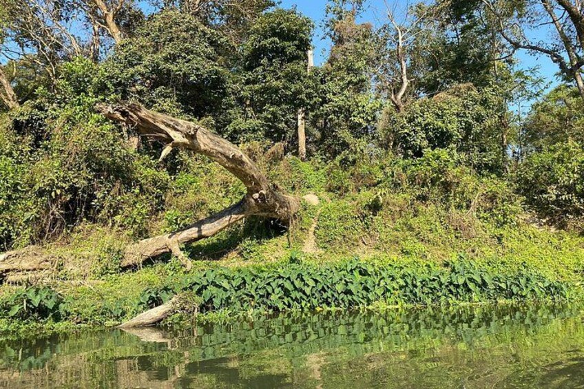 A riverbank with a fallen tree, dense greenery, and a calm water surface. 4