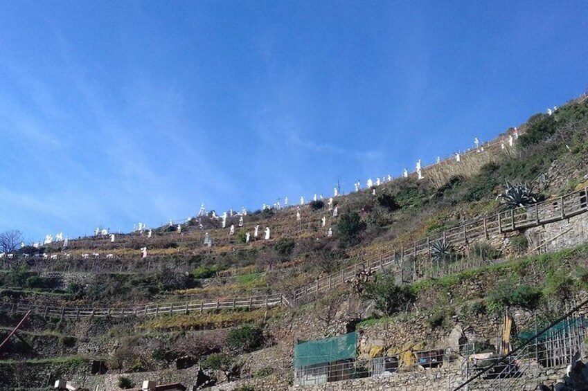 Cinque Terre unforgettable hiking experience