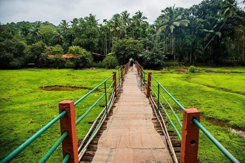 Full-Day Tour Old Goa Dudhsagar Falls and Spice Plantation 4