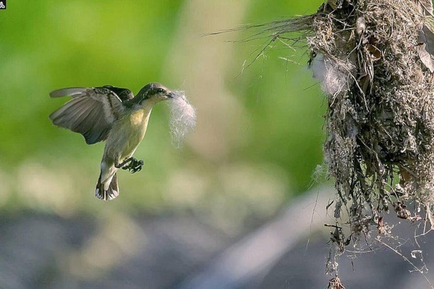 Birdwatching Walk in Ritigala from Habarana 1
