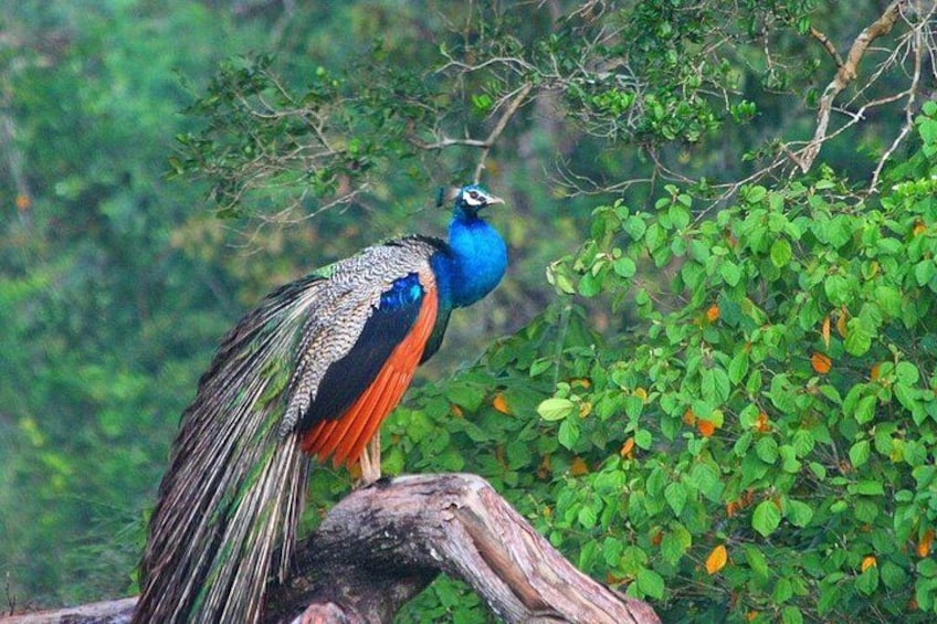 Birdwatching Walk in Ritigala from Habarana 3