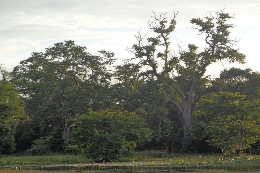 Birdwatching Walk in Ritigala from Habarana 4