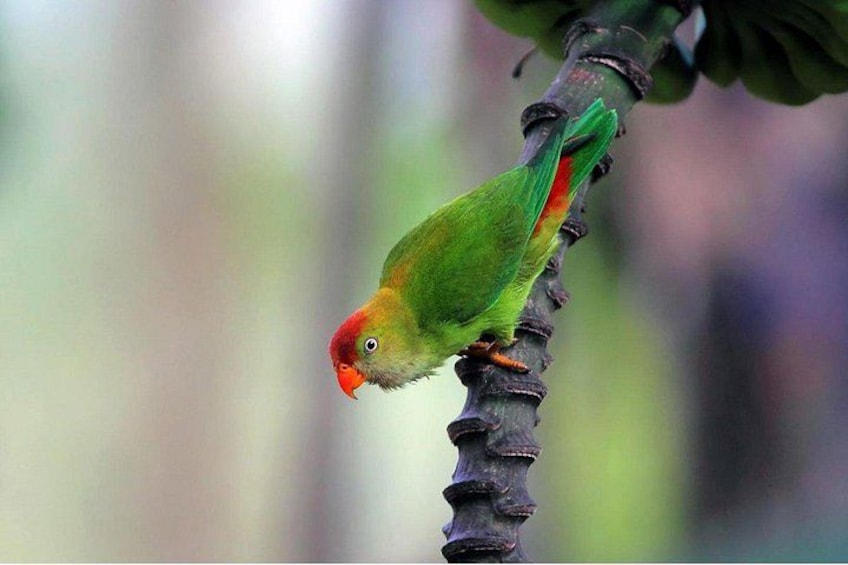 Birdwatching Walk in Ritigala from Habarana 5