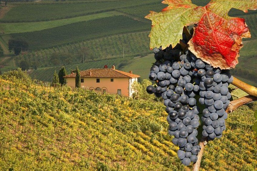 Un vignoble avec des rangs de vignes et un bâtiment en arrière-plan. 2