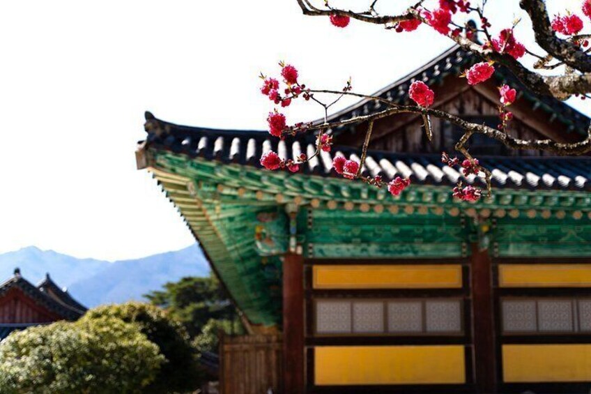 Ein traditionelles koreanisches Gebäude mit grüner Dachbegrünung und gelben Wänden, umgeben von Bergen. 3