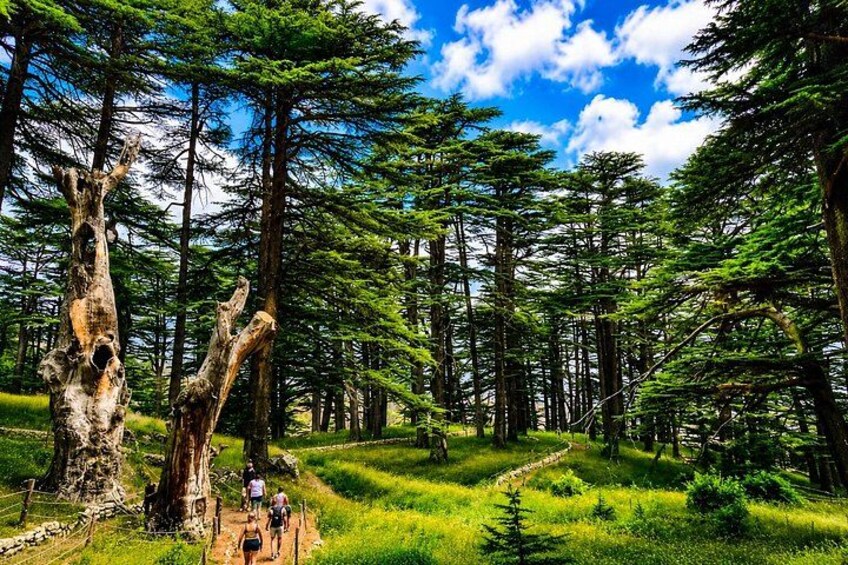 A forest with tall trees, a clear sky, and a path with people walking. 5