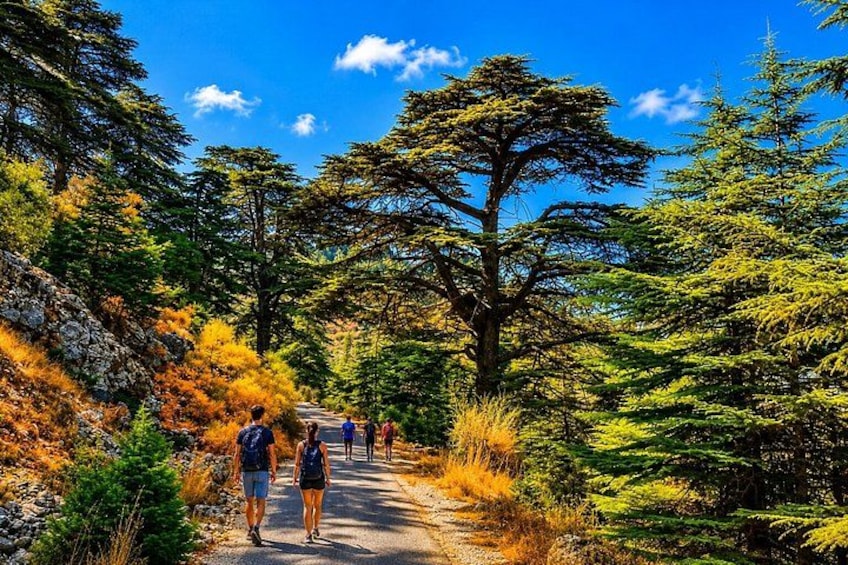 A forested hiking trail with hikers. 4