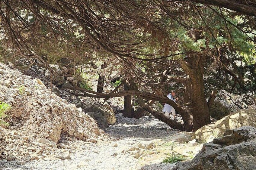 From Chania: Imbros Gorge and Sfakia Experience Hike & Swim 2