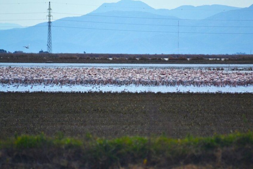 Albufera Nature & Boat Tour from Valencia (Small Group) 2