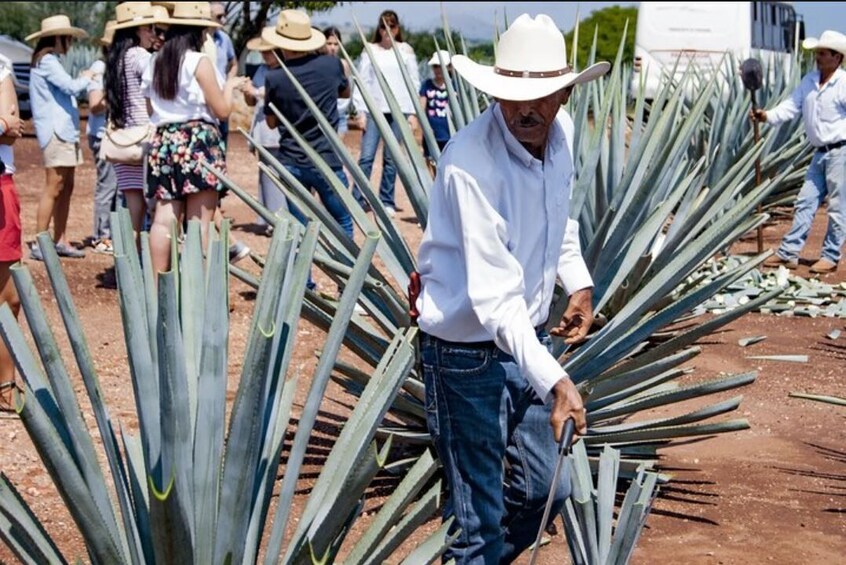 Tour to Tequila mundo cuervo