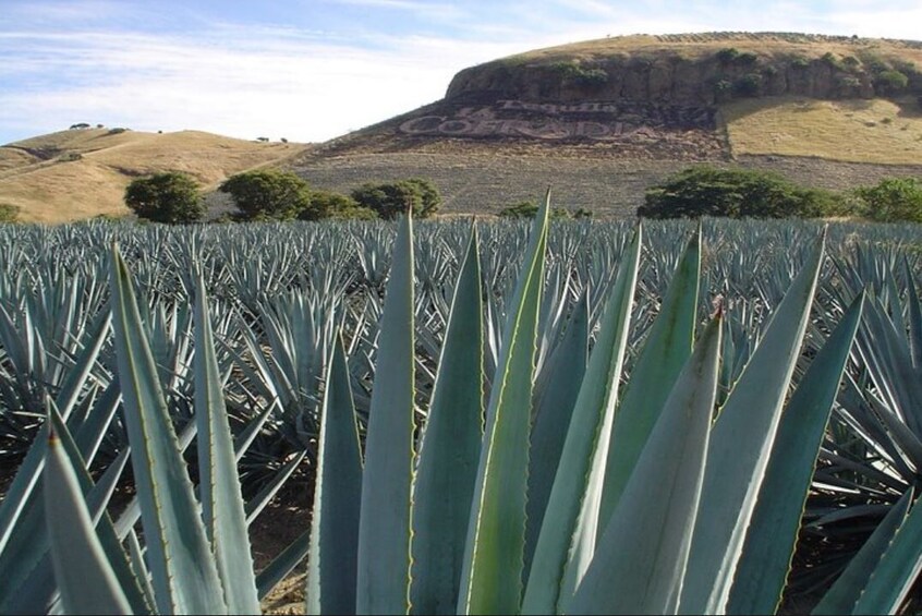 Tour to Tequila mundo cuervo