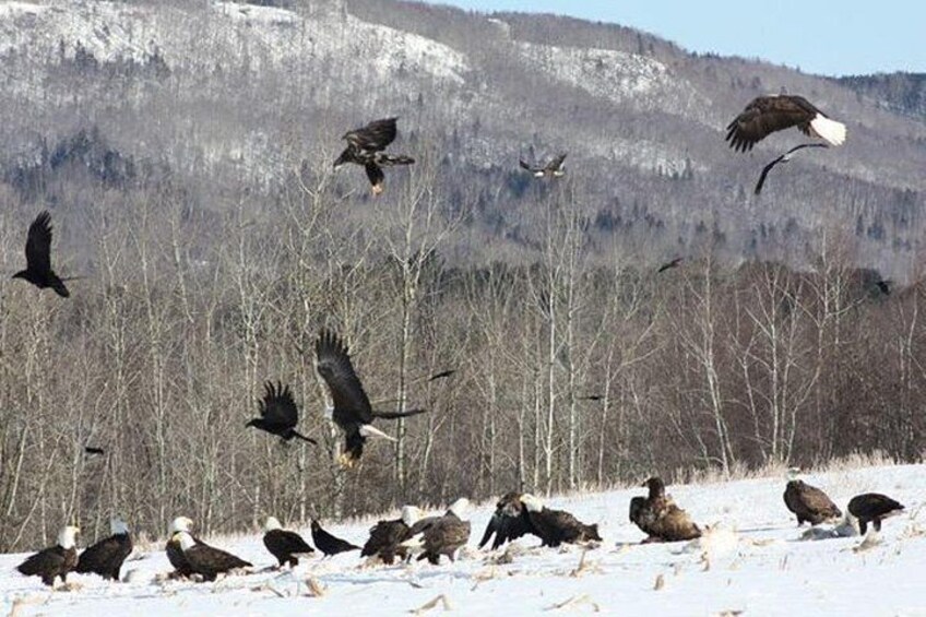 Feeding frenzy at Sheffield Mills 5