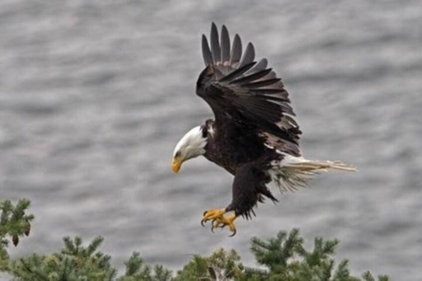 Eagle Sheffield Mills 4