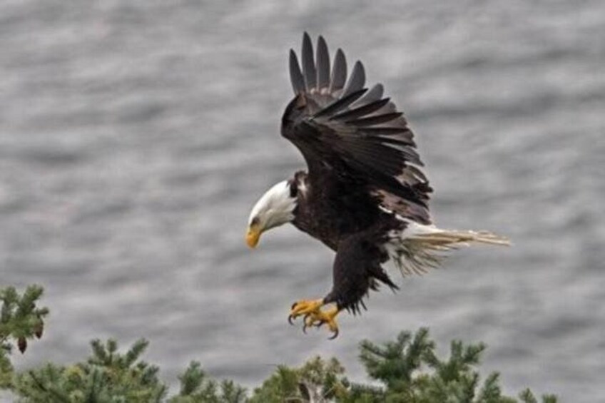 Eagle Sheffield Mills 3
