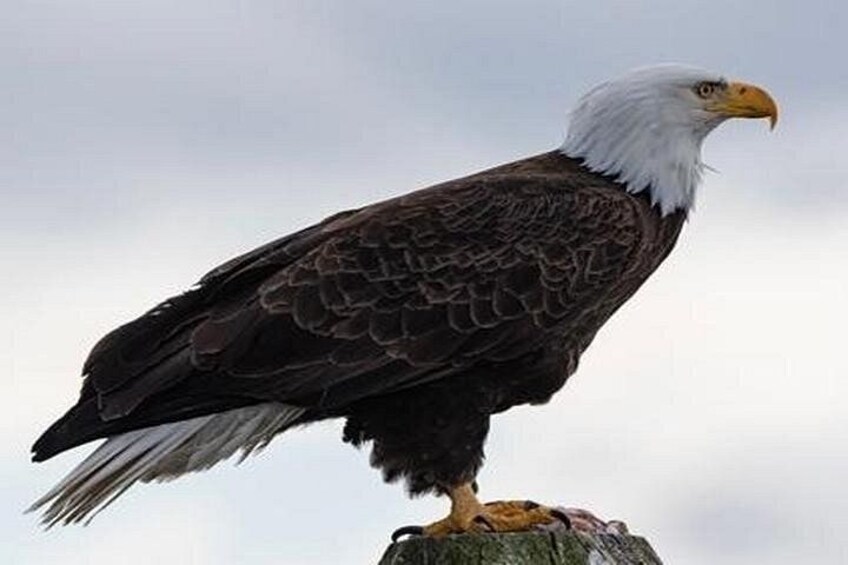 Eagle Sheffield Mills 4