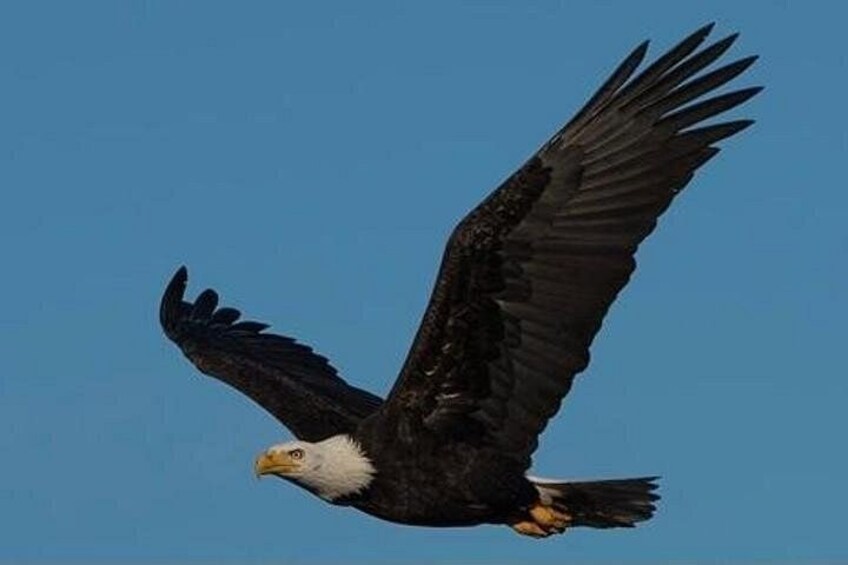 Eagle Sheffield Mills 5