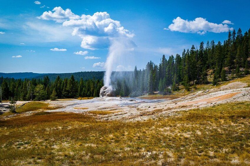 A geyser erupting in a grassy field with a forest in the background. 2