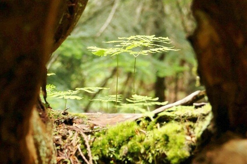 Escena de bosque con un hueco en un árbol, mostrando plantas parecidas a helechos creciendo en el suelo. 2