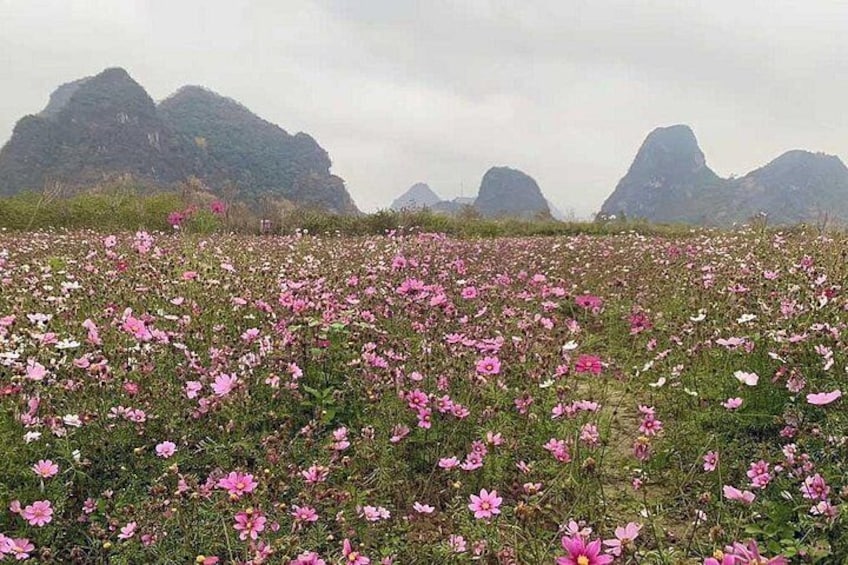 Un campo de flores rosas con montañas al fondo. 4