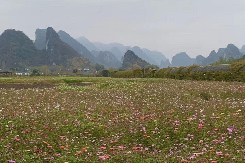 Un campo de flores con montañas al fondo. 2