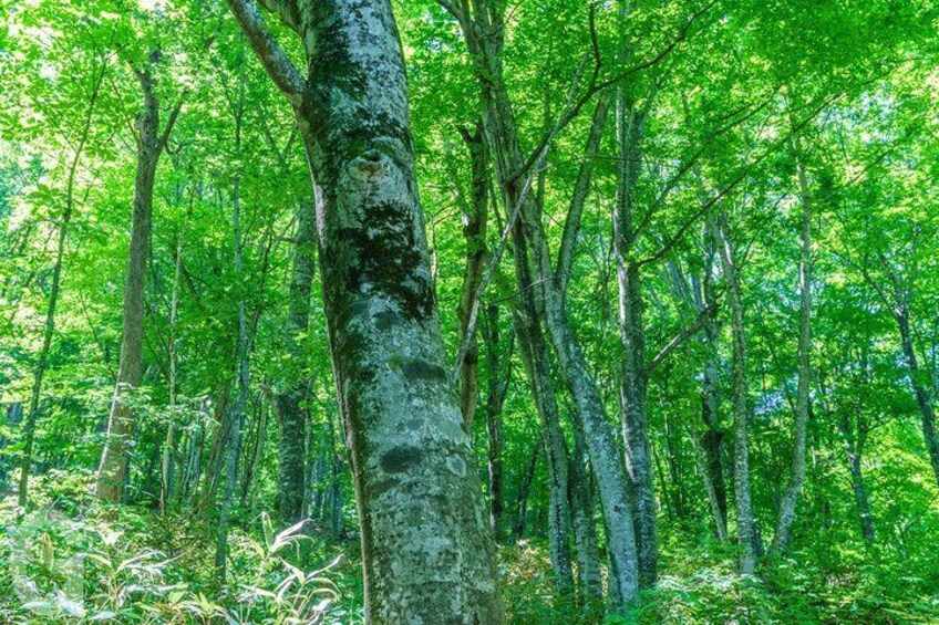 Shirakami Sanchi Day Hike with Government-Licensed Guide