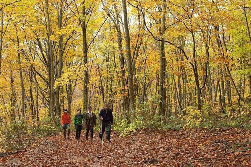 Shirakami Sanchi Day Hike with Government-Licensed Guide