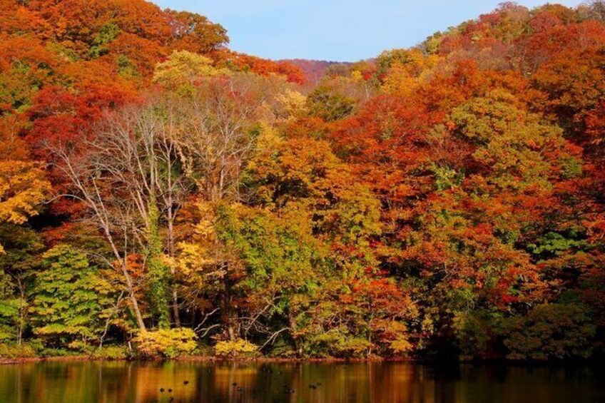 Shirakami Sanchi Day Hike with Government-Licensed Guide