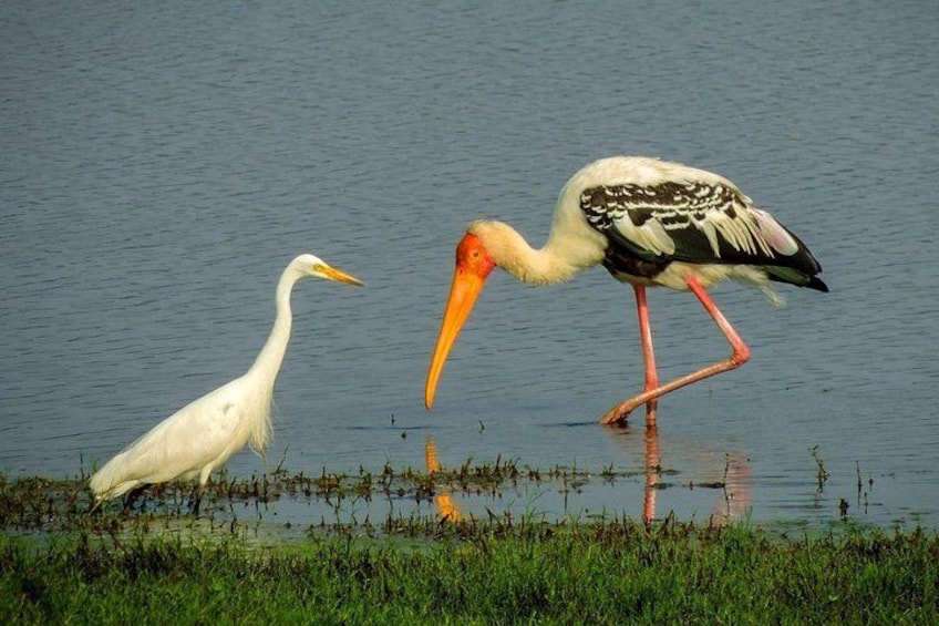 Kandy to Trincomalee Shuttle & Safari Drive 3