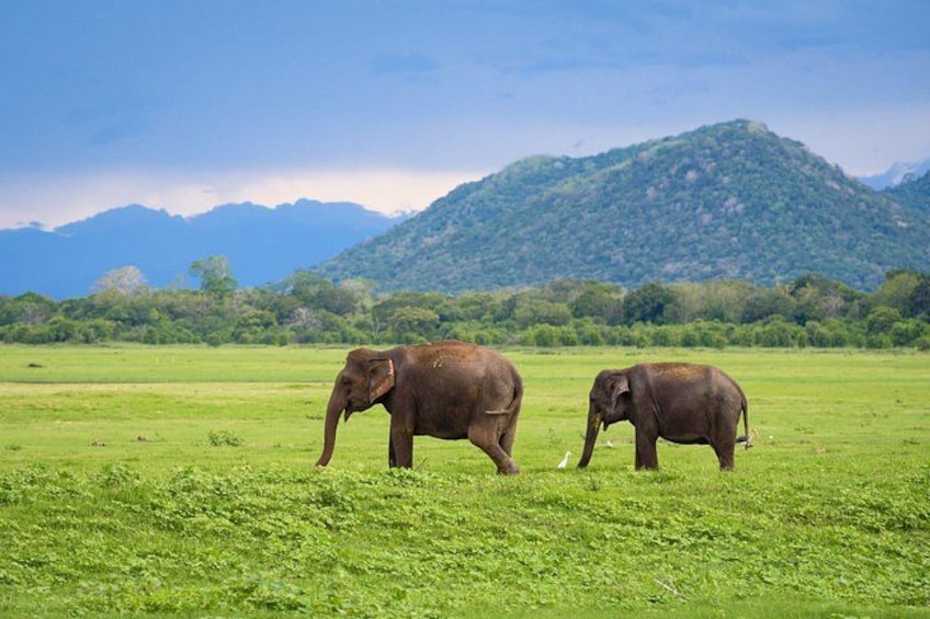 Kandy to Trincomalee Shuttle & Safari Drive 2