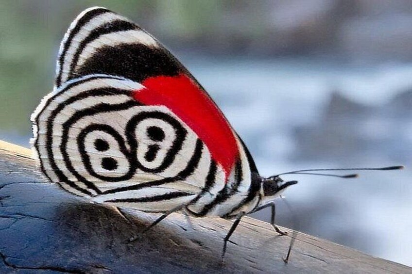 A butterfly with a black and white patterned wing and a red patch. 3