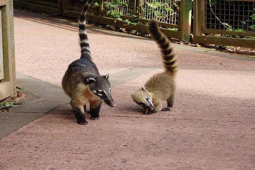 Two raccoons on a paved path. 2
